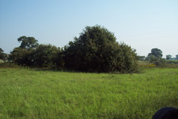 land clearing services Texas