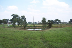 tree trimming and land clearing in Denton Tx